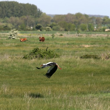 The Marais of Yves reserve