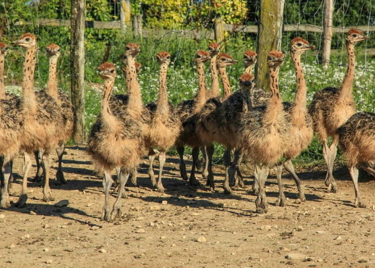 Ferme pédagogique - L'Autruche de Laurette