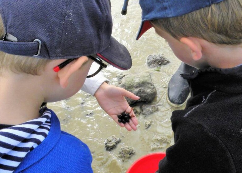 Sortie Nature - Explorateurs de l'estran_La Rochelle