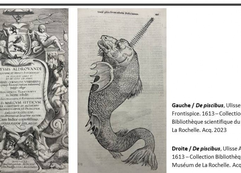Exposition - De piscibus - Dessiner la faune marine de Aldrovandi à l'époque contemporaine_La Rochelle