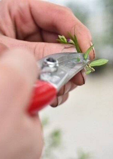 Entertainment : Gardening in the greenhouses