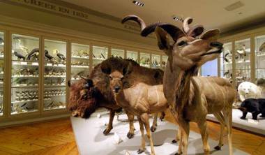 MUSEUM D'HISTOIRE NATURELLE MUSEUM D'HISTOIRE NATURELLE
