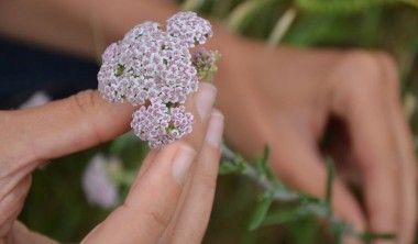 Le sentier : plantes comestibles et médicinales Le sentier : plantes comestibles et médicinales