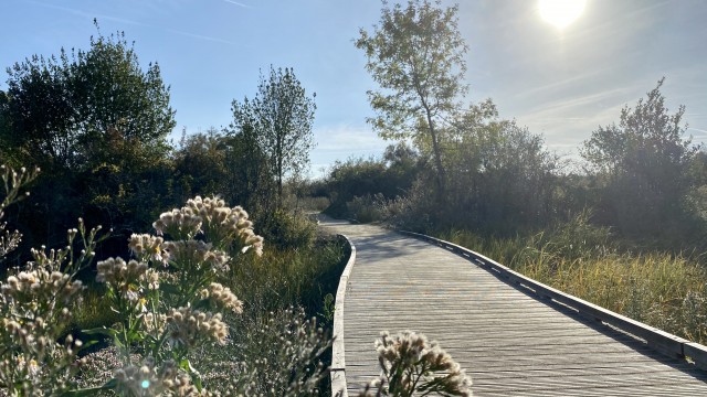 Marais de Tasdon