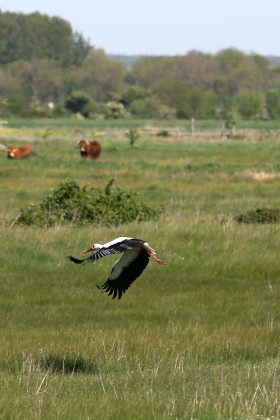 The Marais of Yves reserve