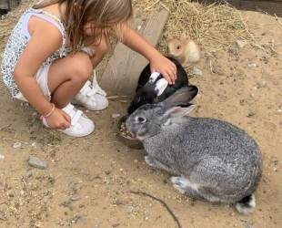 Lapin